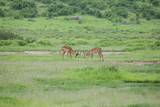 Wild Antelope mammal in African Botswana savannah