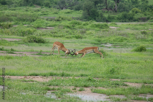 Fototapeta Naklejka Na Ścianę i Meble -  Wild Antelope mammal in African Botswana savannah