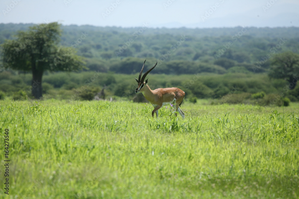 Fototapeta premium Wild Antelope mammal in African Botswana savannah