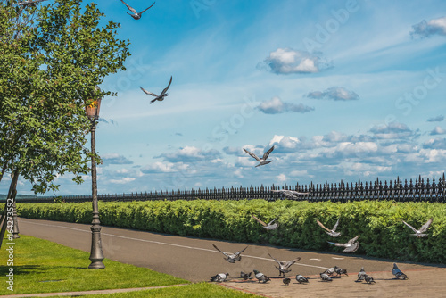 Purebred pigeons on a stone platform in Mezhegorie near Kiev. photo