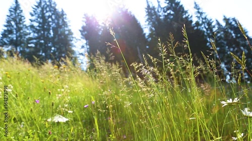 Green bright natural background with blurry silhouettes of coniferous old forest growing on hill of mountain. Closeup view of beautiful fresh wild grass with seeds moving in wind in morning sunshine.