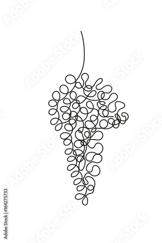 Hand drawing of a bunch of grapes. Continuous line illustration. 