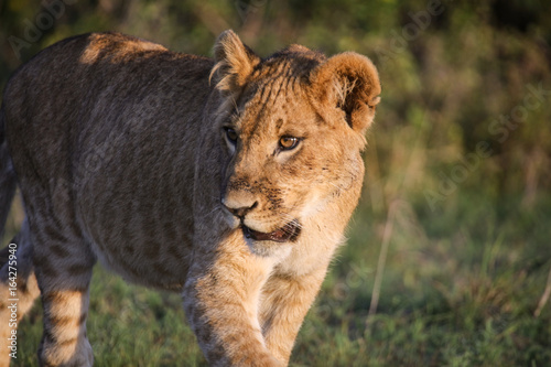 Young lion in morning light