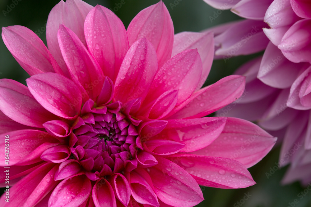 Macro image of a dahlia flower.