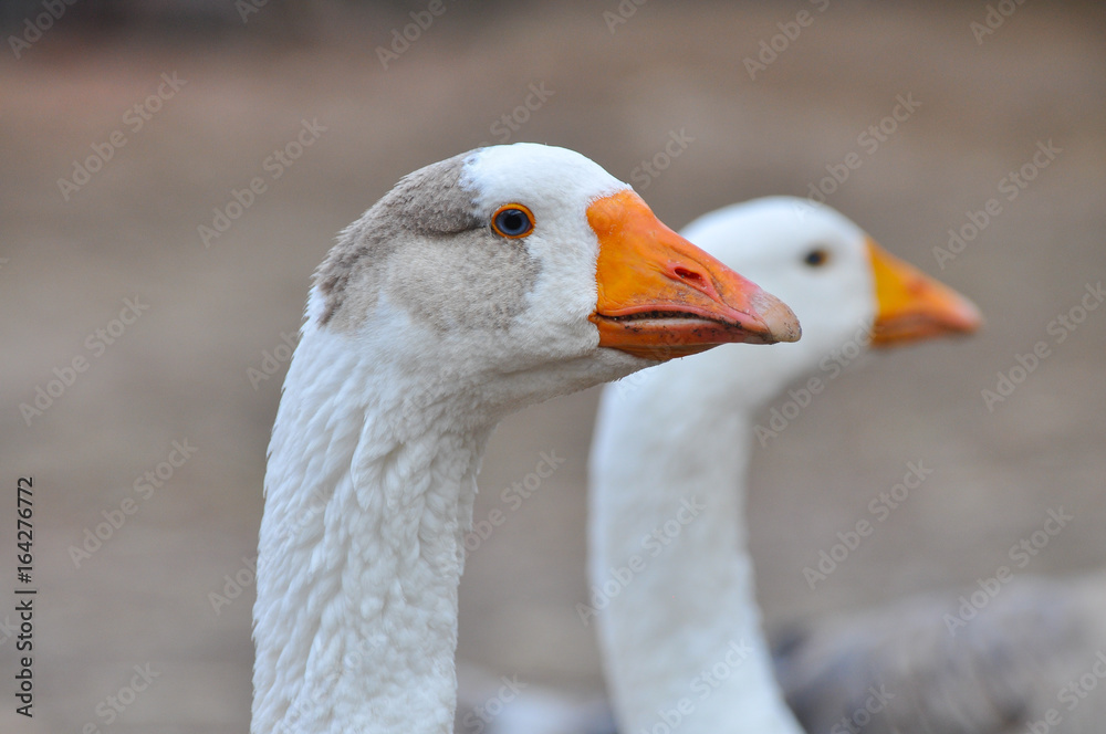 Domestic Goose on a farm. Close up image of a goose head