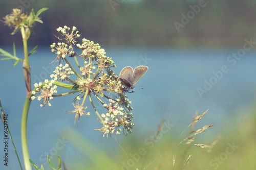 Butterfly crouched on the umbellate inflorescence, toning in the style of vintage photo