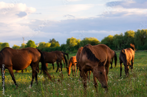 Group of horses on the pasture. Warm light. Golden hour. Selective focus © thayra83