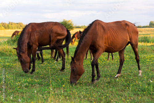 Group of horses on the pasture. Warm light. Golden hour. Selective focus