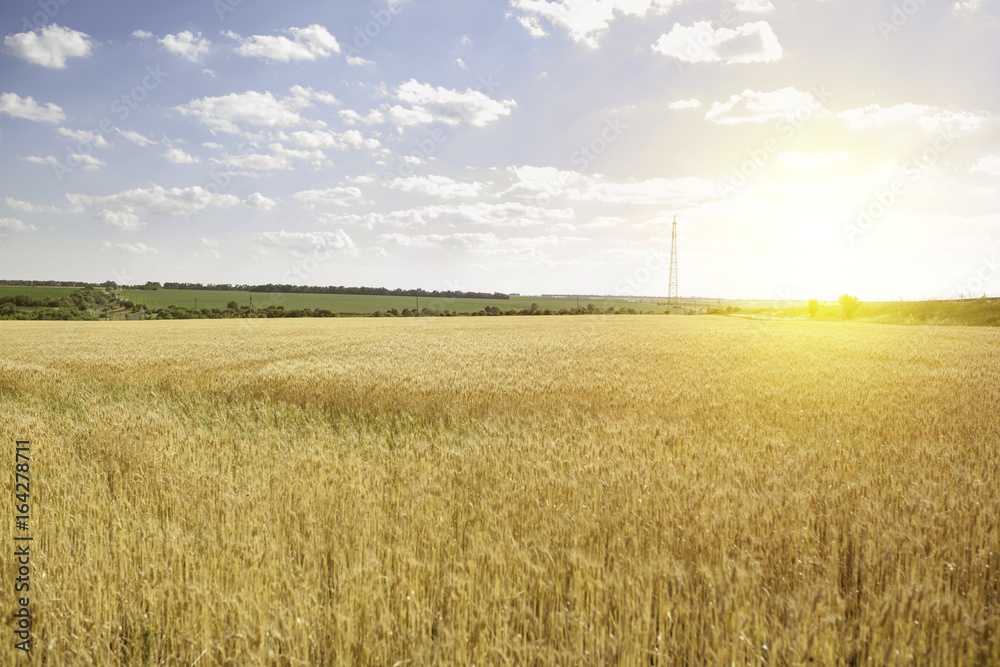 backdrop of ripening ears of yellow wheat field on the sunset cloudy orange sky background. backdrop of ripening ears of yellow wheat field on the sunset cloudy orange sky background.