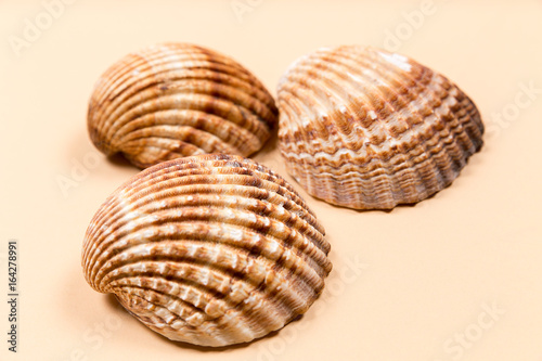 Large seashells on a beige background