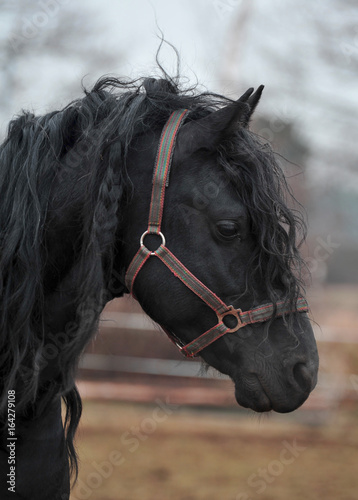 Black Horse close up
