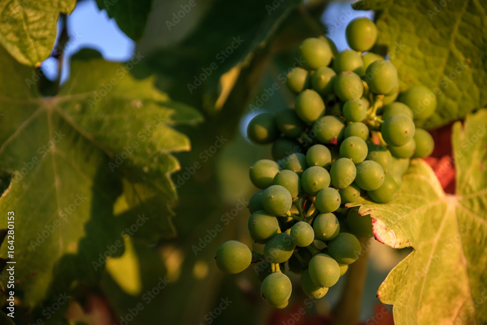 Grapes Bathing in sun Grapes Bathing in sun