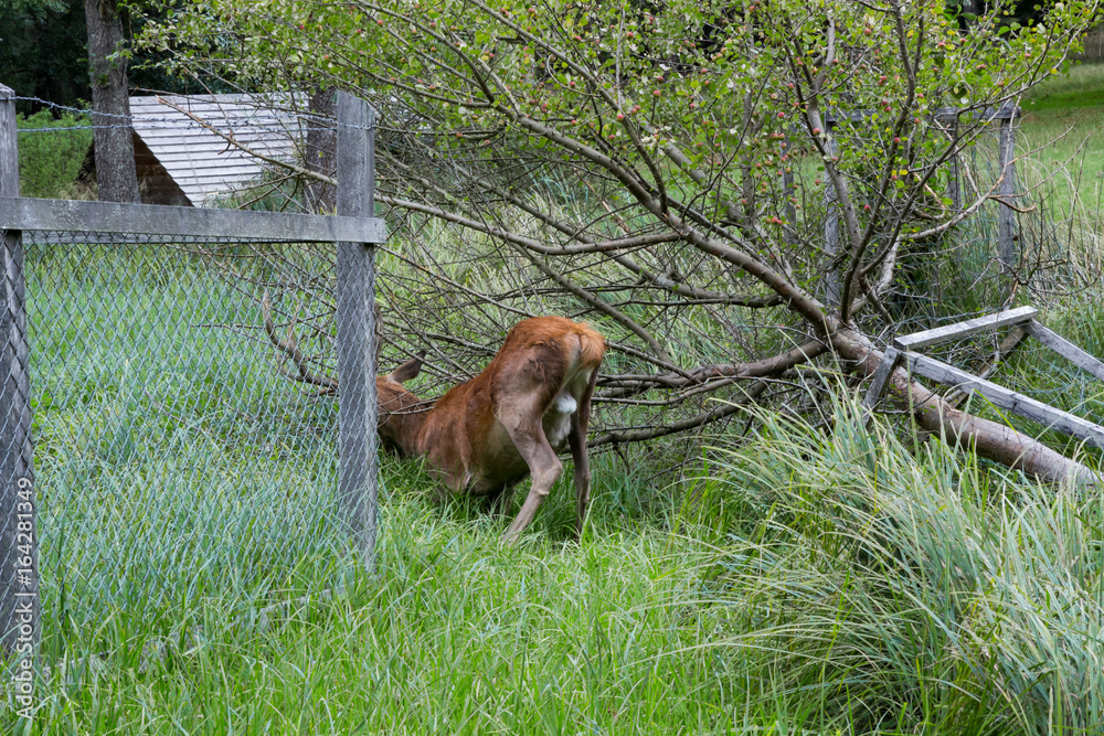 Obraz premium Gefangener Hirsch