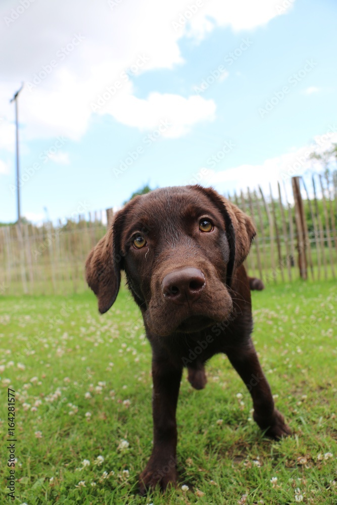 brauner labrador schaut in die kamera brauner labrador schaut in die kamera
