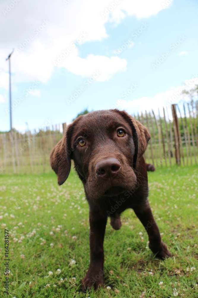 brauner labrador schaut in die kamera