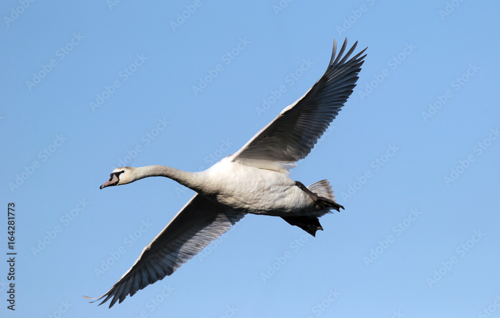 Obraz premium Mute Swan (Cygnus olor) flying over the River Danube at Zemun in the Belgrade Serbia.