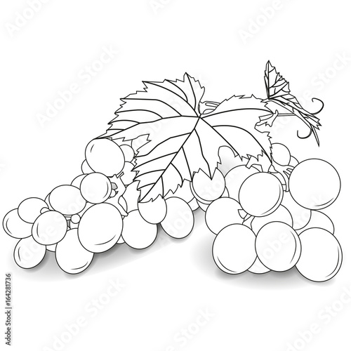 Vector image of a branch of a vine leaf.