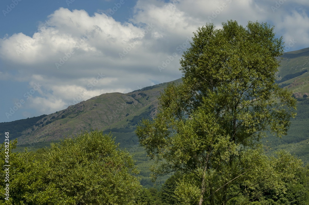 Majestic mountain top overgrown with coniferous forest, valley and grass glade, Central Balkan mountain, Stara Planina, Bulgaria 