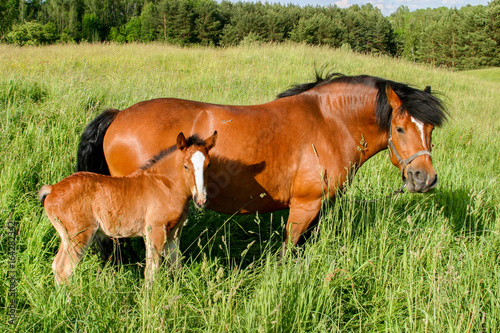 Mother horse and a cub
