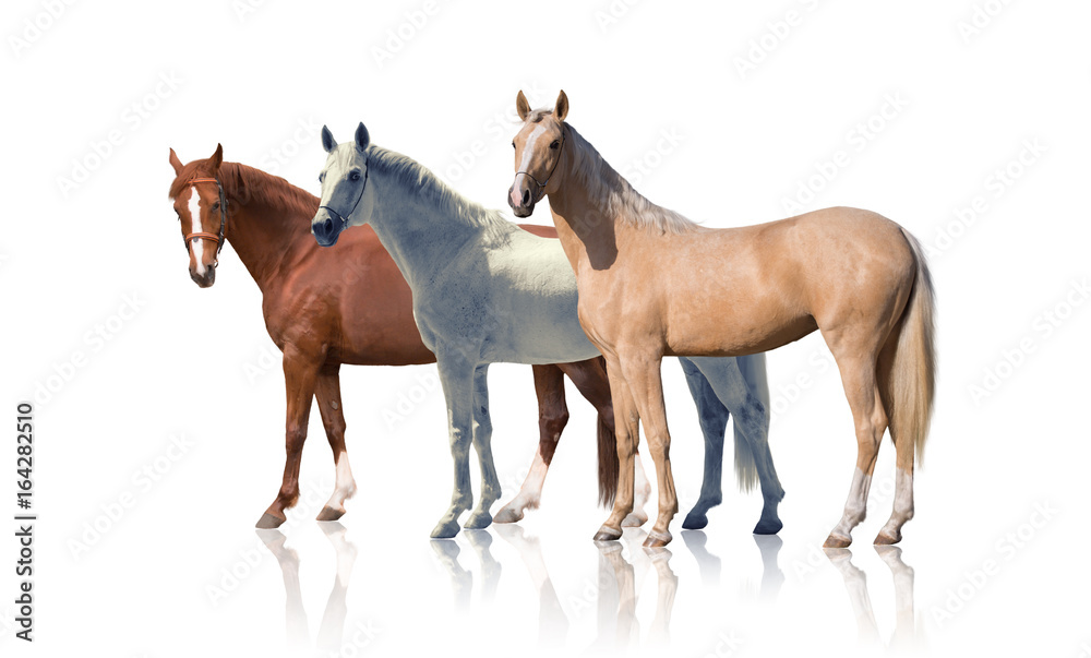White, red and palomino horses stay isolated of the white background