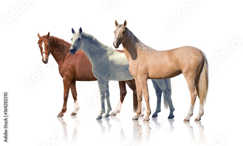 White  red and palomino horses stay isolated of the white background