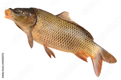 carp on a white background
