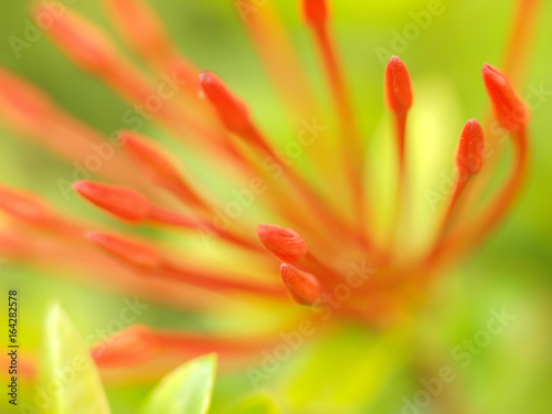 Macro shot of red flower stems  Thailand