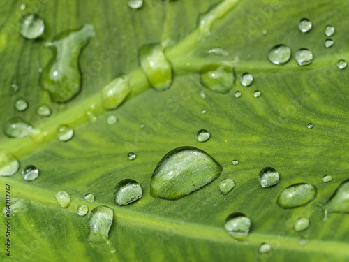 Macro shot of rain droplets on green leaf, Thailand