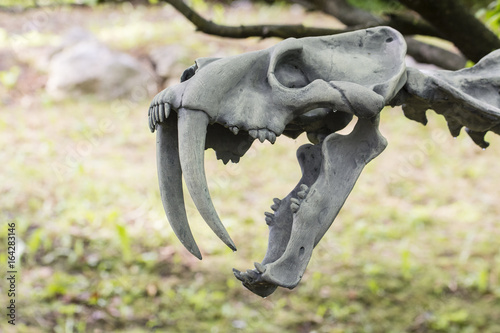 Fototapeta Naklejka Na Ścianę i Meble -  Open jaw of skeletal tiger skeleton.