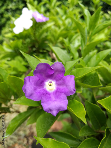 Brunfelsia, purple flower
