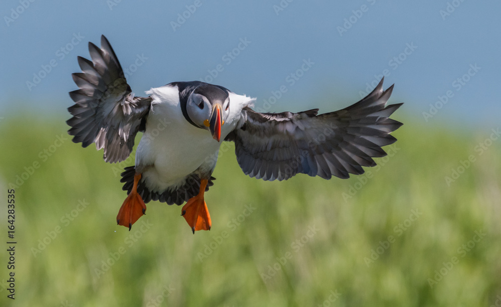 Obraz premium Atlantic Puffin