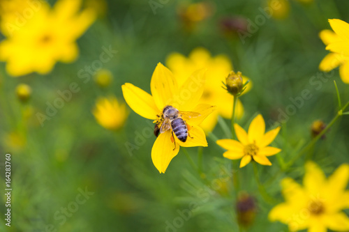 Bee on flower © iLUXimage