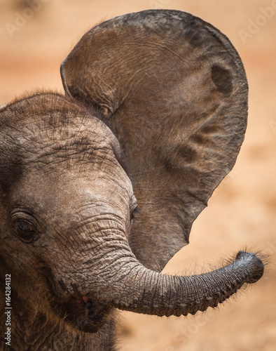 Canvas Print Baby Elephant