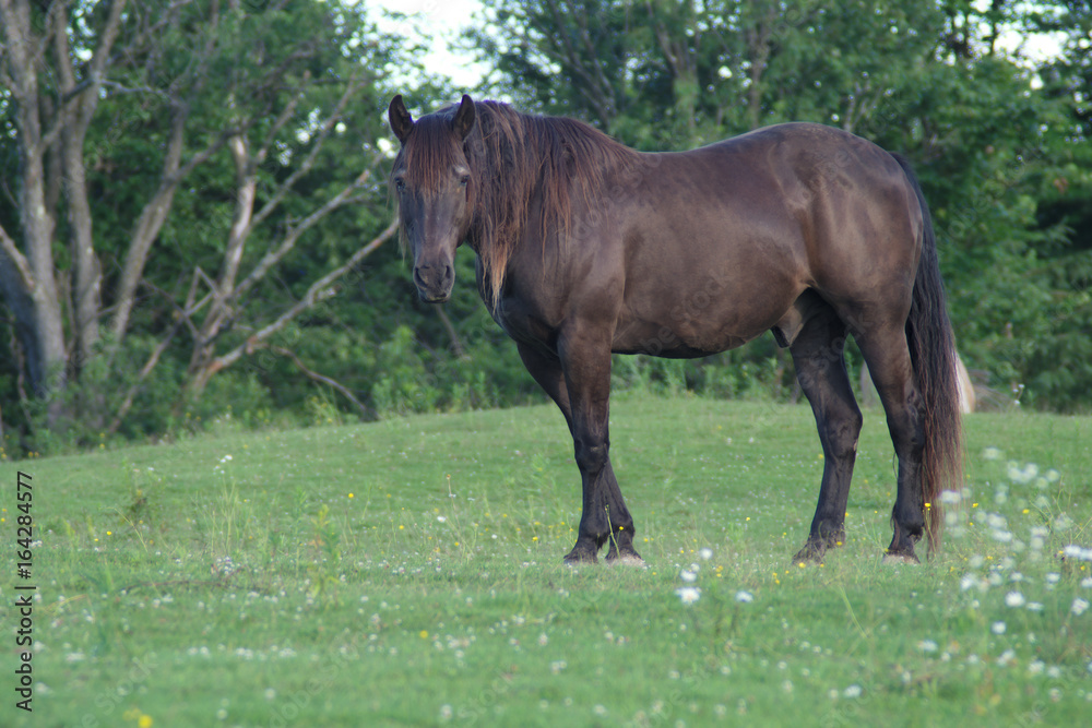 Obraz premium horse in field green grass outside landscape mammal