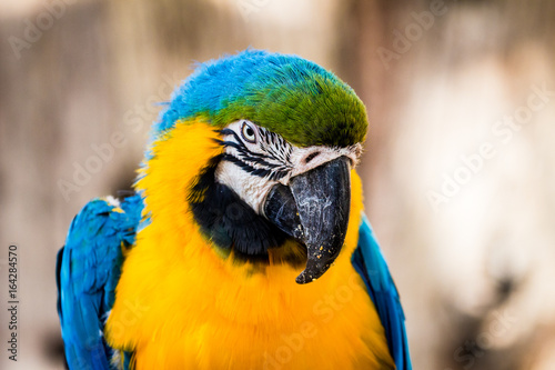 Parrot