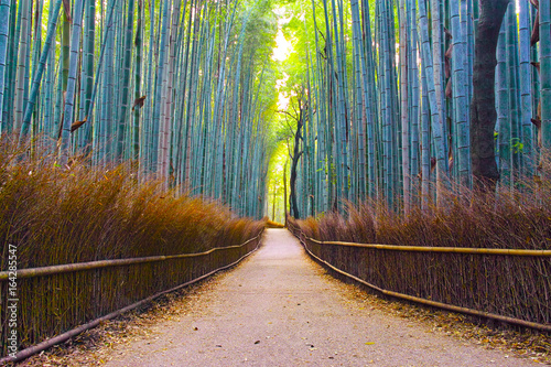 京都 竹林の道