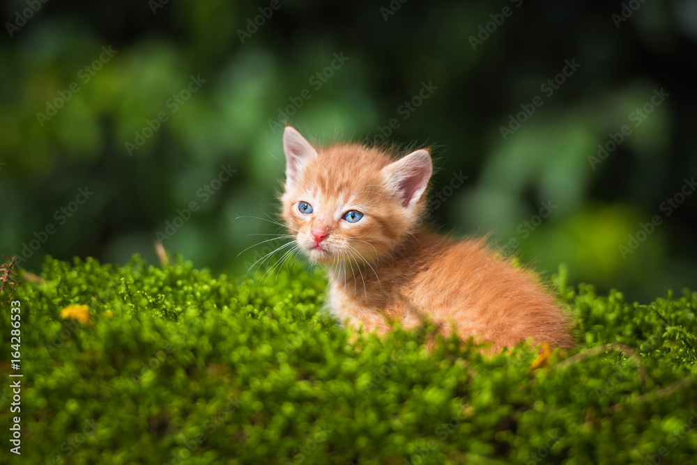 Adorable little red kitten in summer
