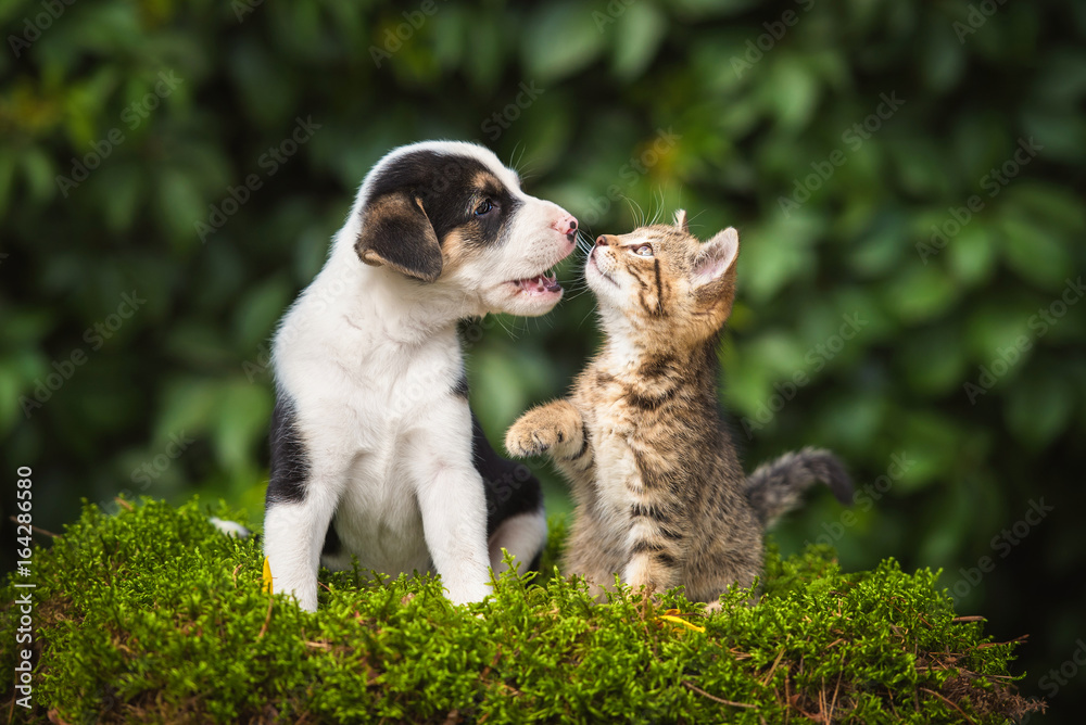 Fototapeta premium Mały szczeniak bawi się z małym pręgowanym kotkiem