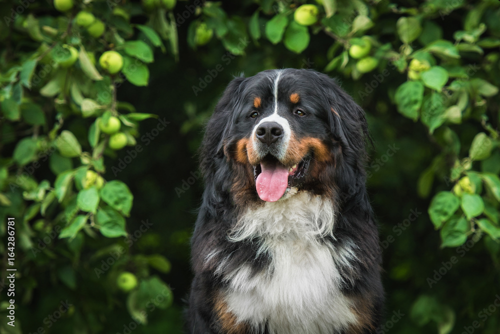 Bernese mountain dog sitting under an apple tree in summer