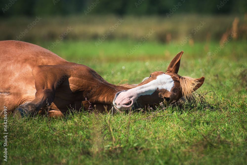 Obraz premium Red horse sleeping on the grass in summer