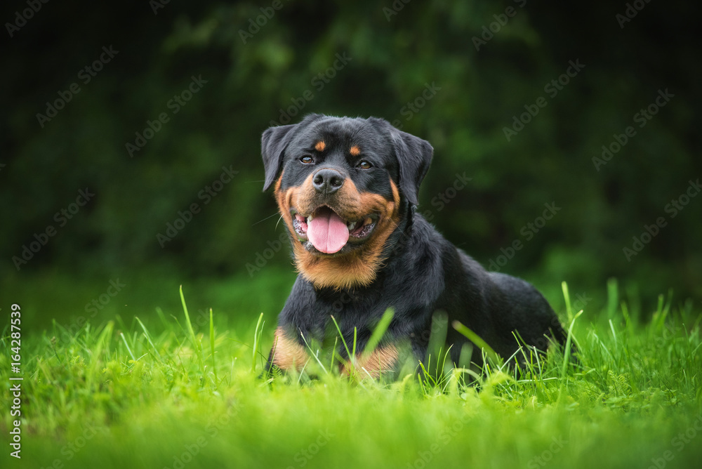 Rottweiler dog lying on the grass