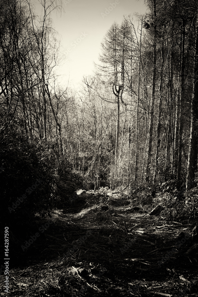 Obraz premium Low sun through trees in the woods