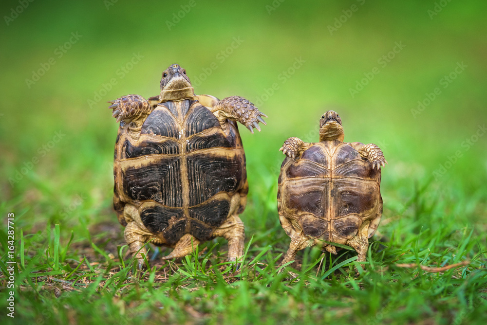 Two little funny tortoises Stock Photo | Adobe Stock