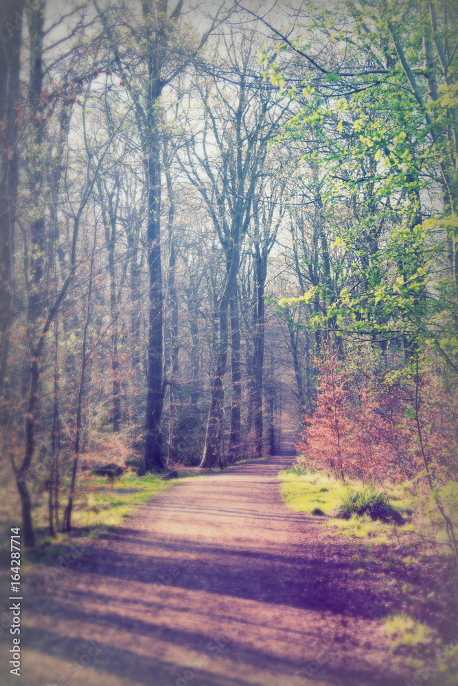 Fototapeta premium Low sun through trees in the woods