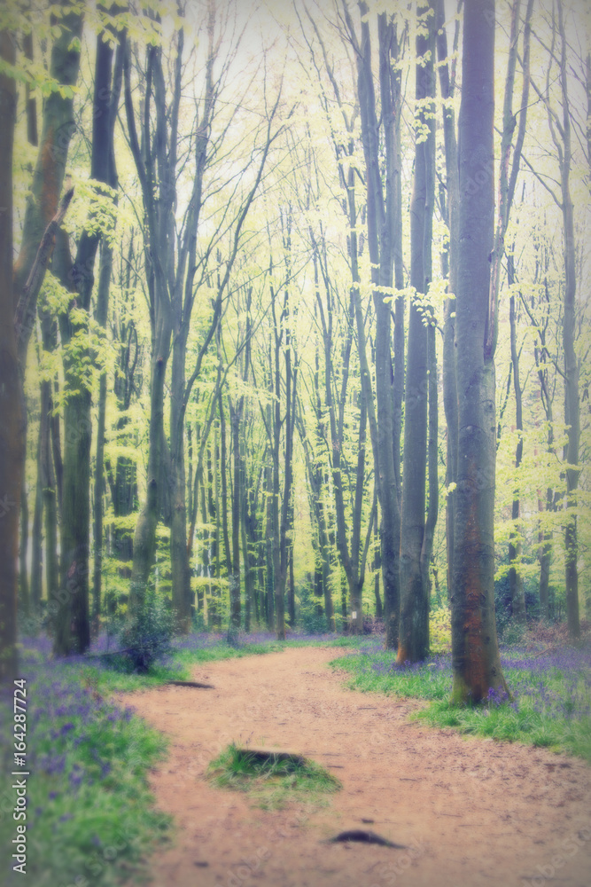Obraz premium Bluebells growing on an english woodland floor