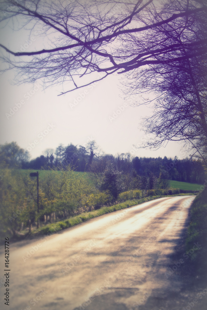 Fototapeta premium Low sun through trees in the woods