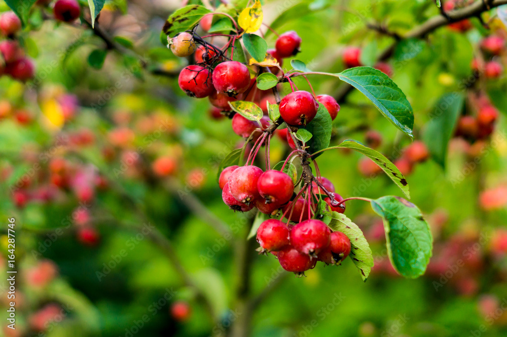 Malus toringo sargentii - Selective Focus