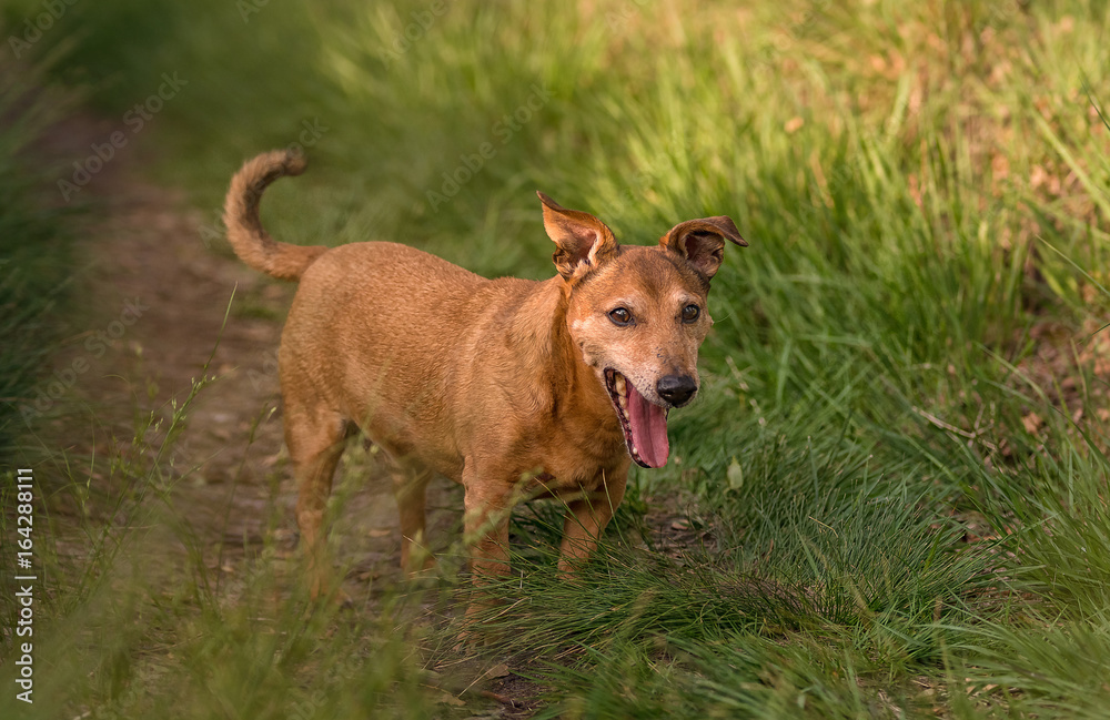 Ein kleiner Hund läuft über einen Waldweg