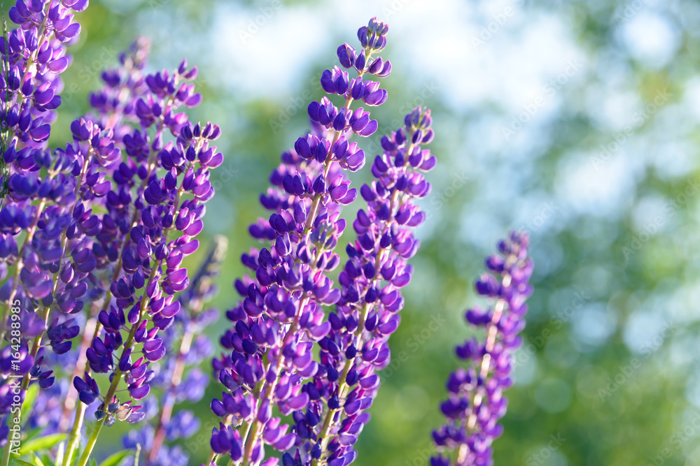 Fototapeta premium Lupinus, lupin, lupine field with pink purple and blue flowers. Bunch of lupines summer flower background