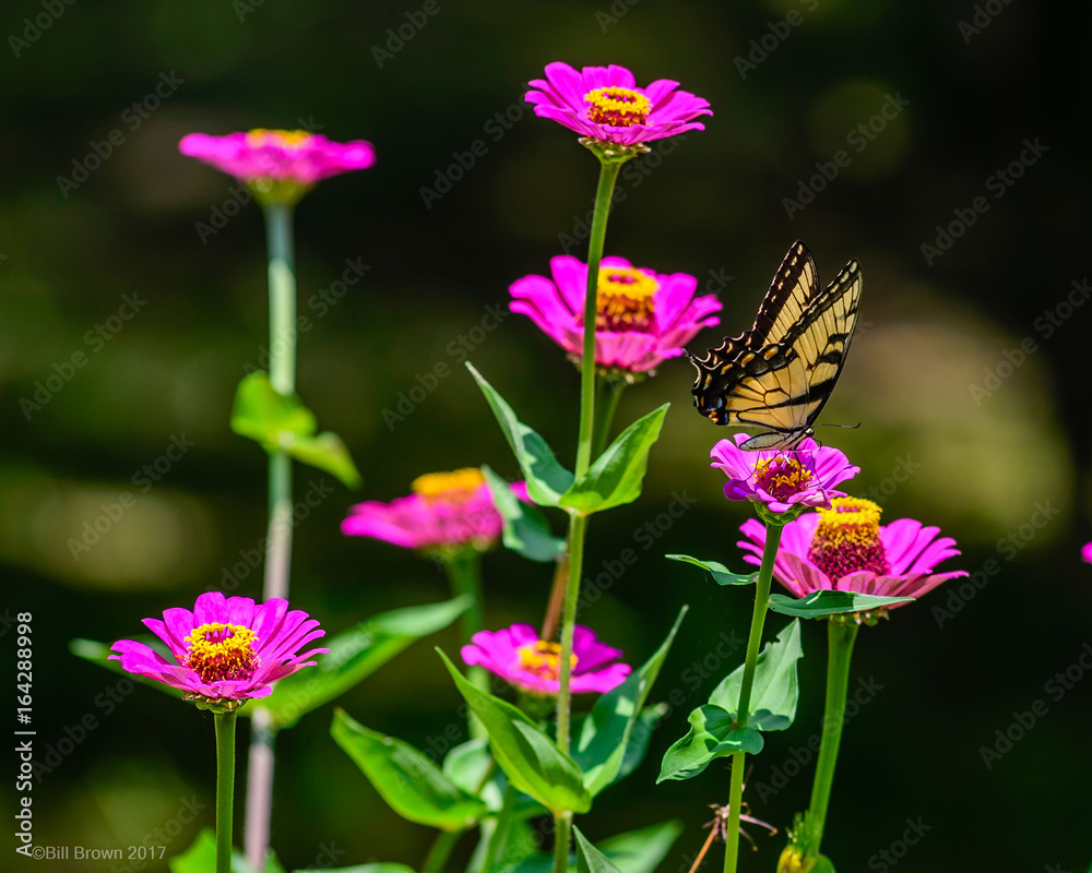 Fototapeta premium Tiger Swallowtail on Zennia
